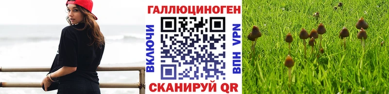 Псилоцибиновые грибы Cubensis Карабулак
